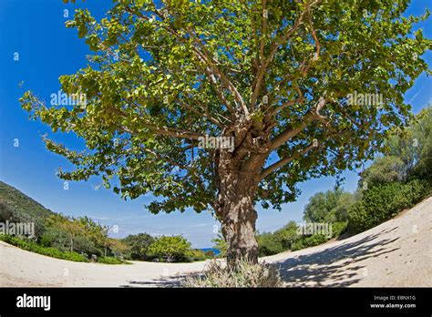 chinese mulberry tree.